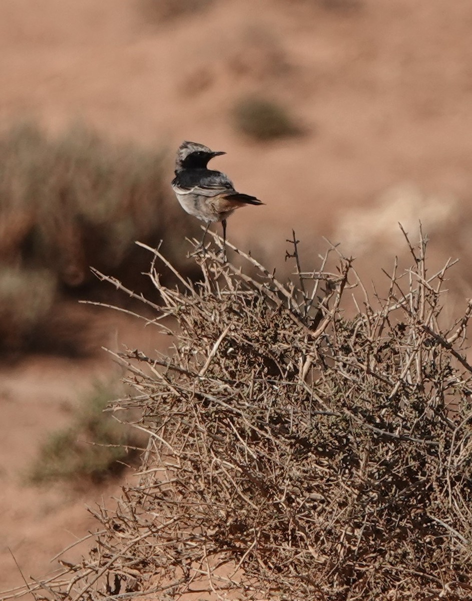 Buztanzuri ipurgorria - ML645206903