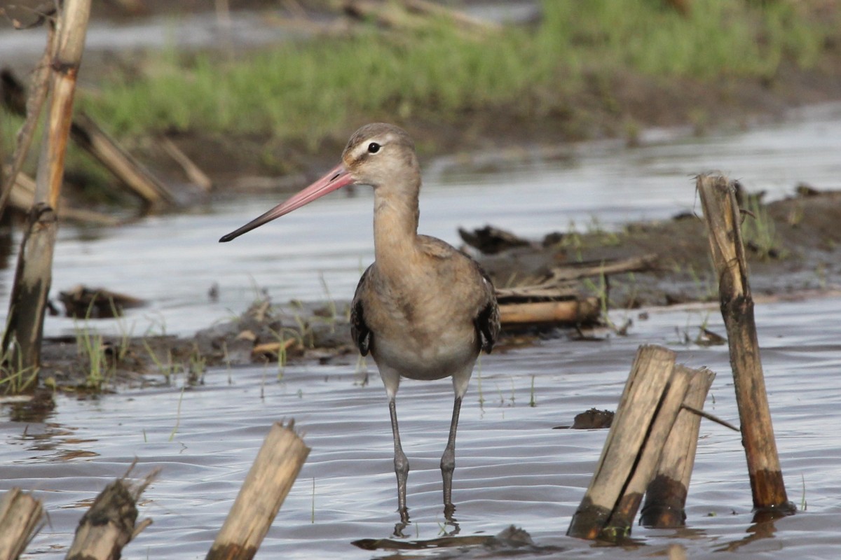 Kuliska buztanbeltza - ML645206908