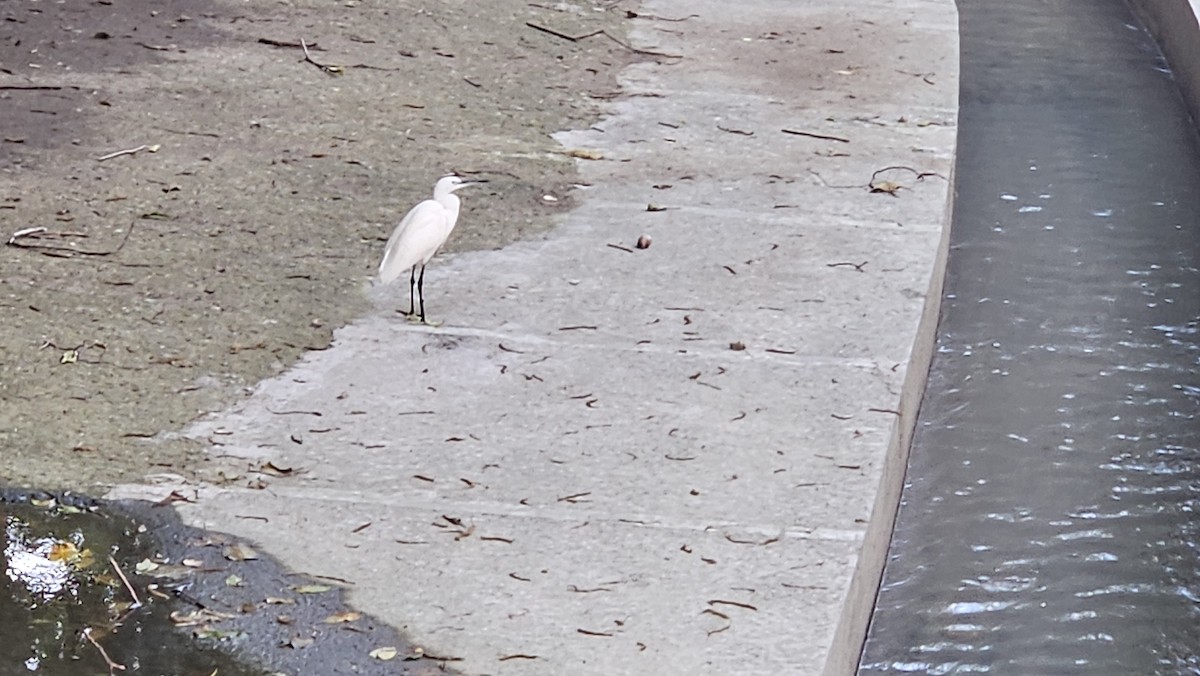 Koartzatxo txikia - ML645206912