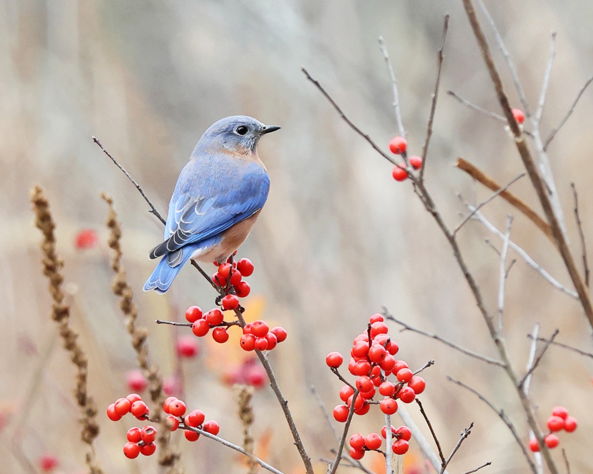 Eastern Bluebird - ML645206913