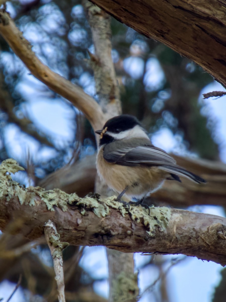 Black-capped Chickadee - ML645206922