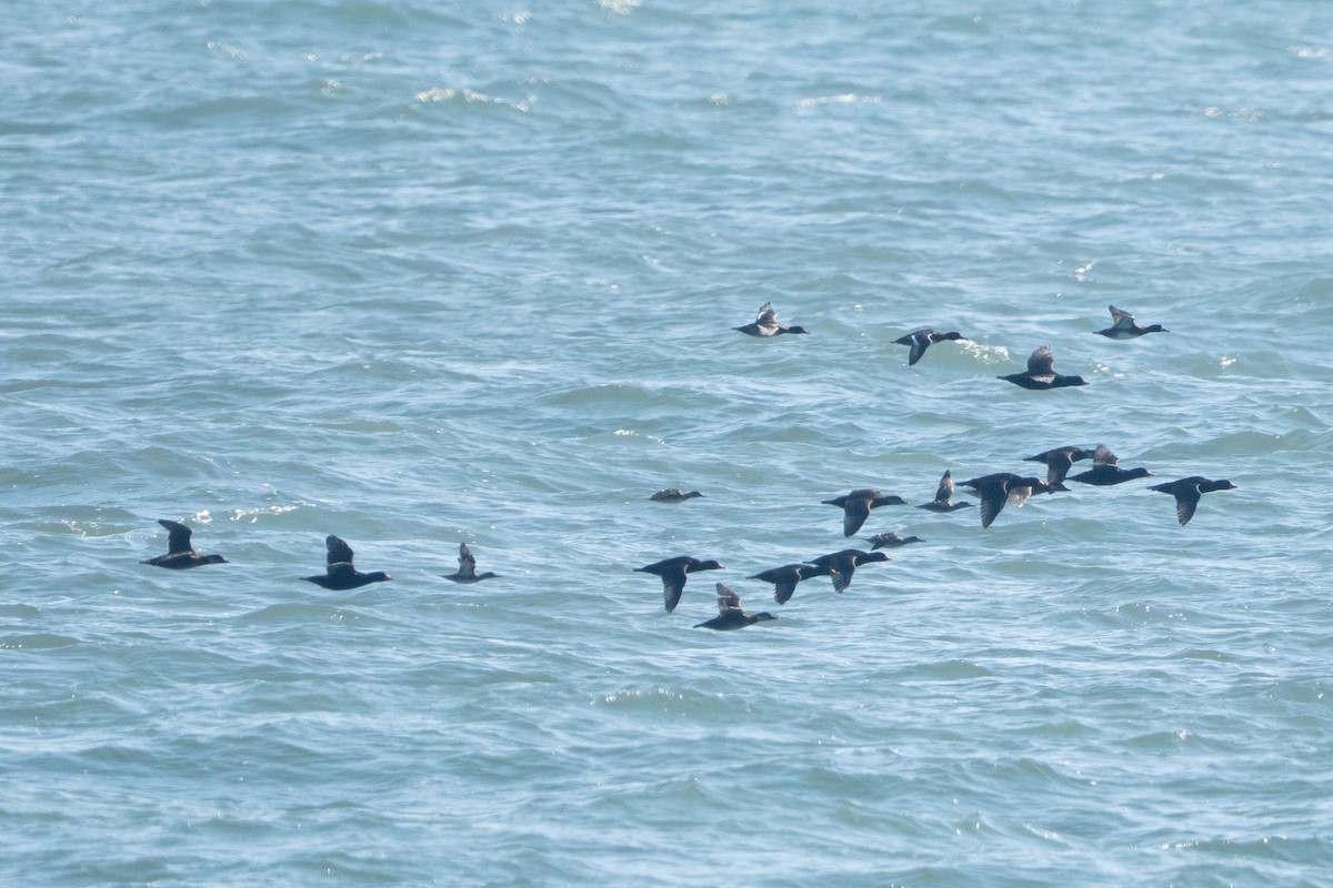 amerikasvartand - ML645206926