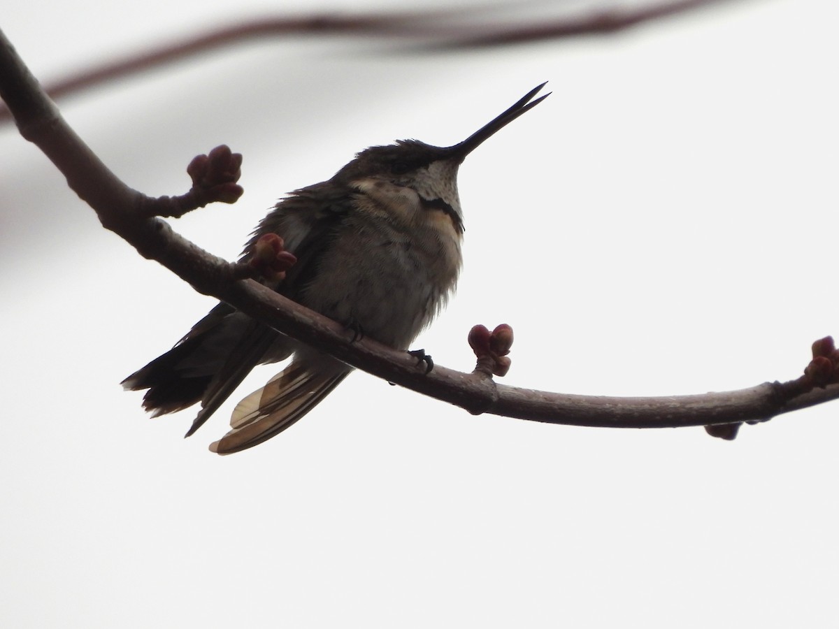 Ruby-throated Hummingbird - ML645206948