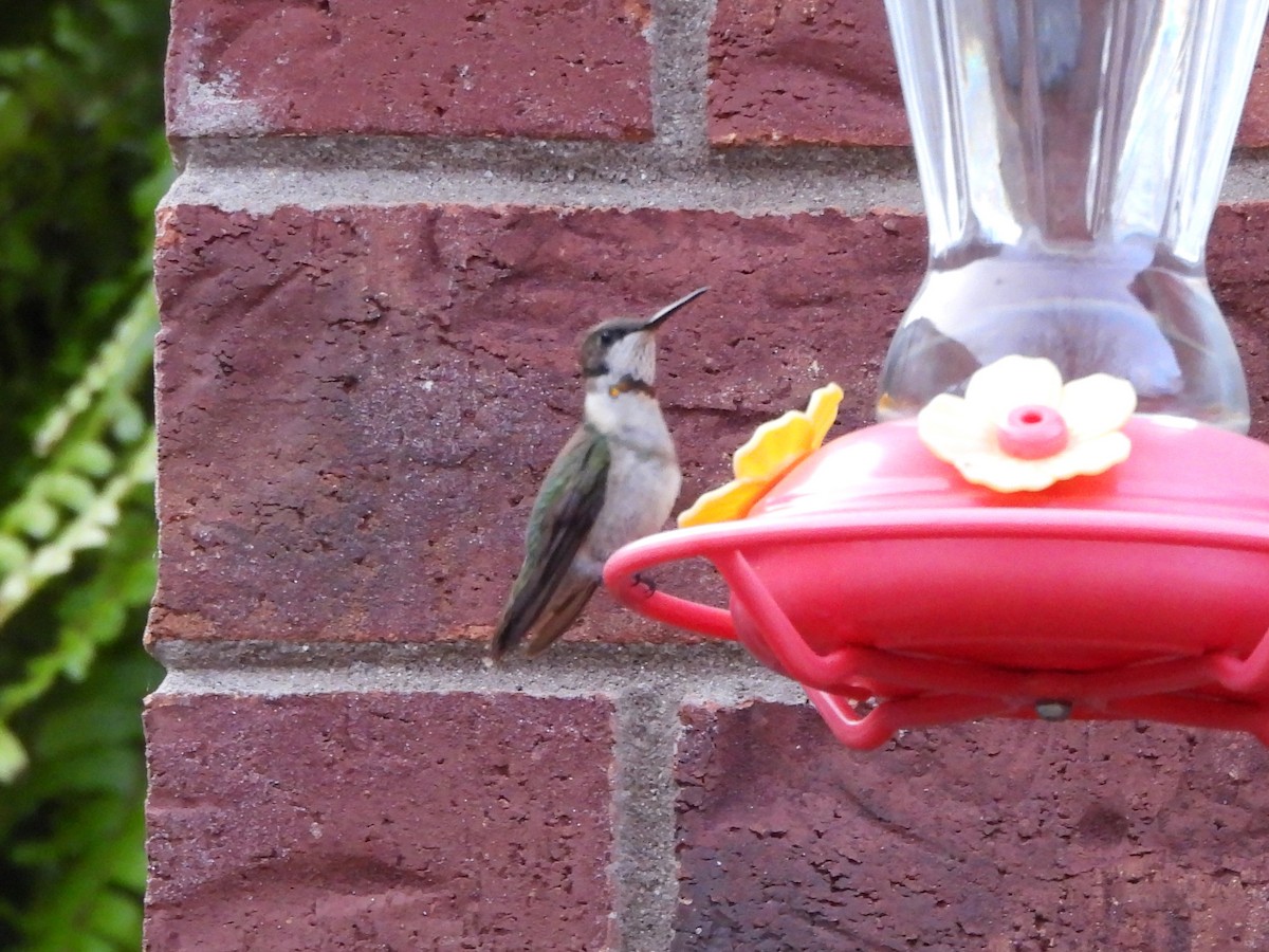 Ruby-throated Hummingbird - ML645206949