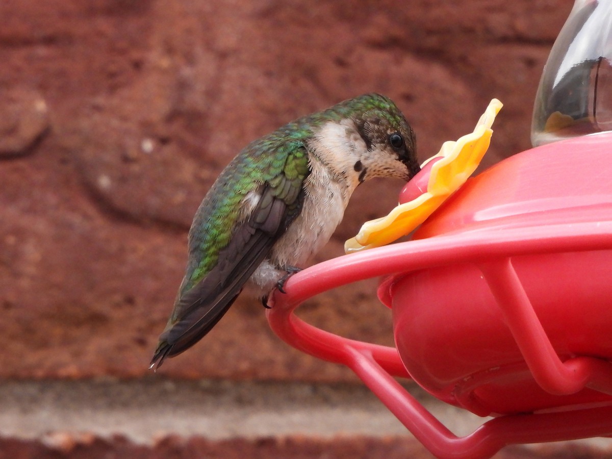 Ruby-throated Hummingbird - ML645206952
