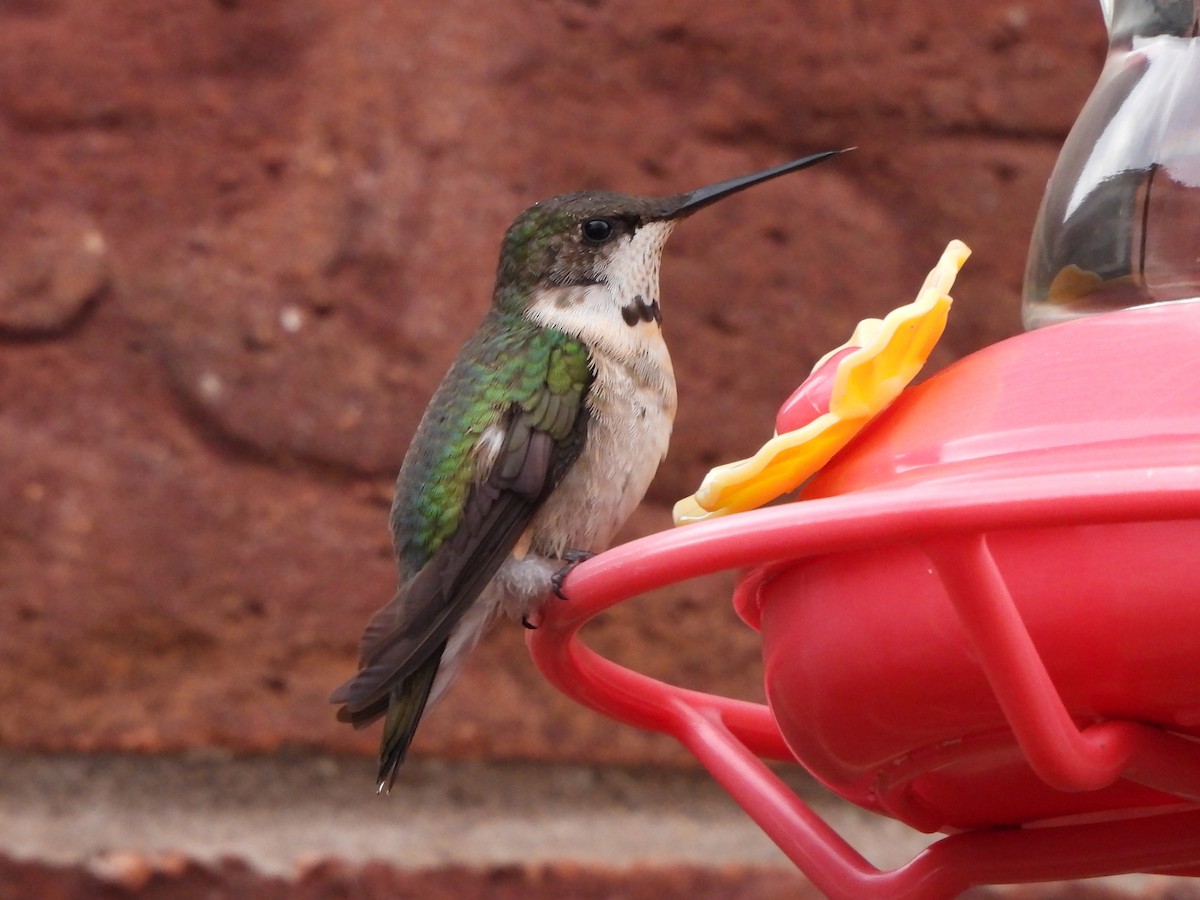 Ruby-throated Hummingbird - ML645206953