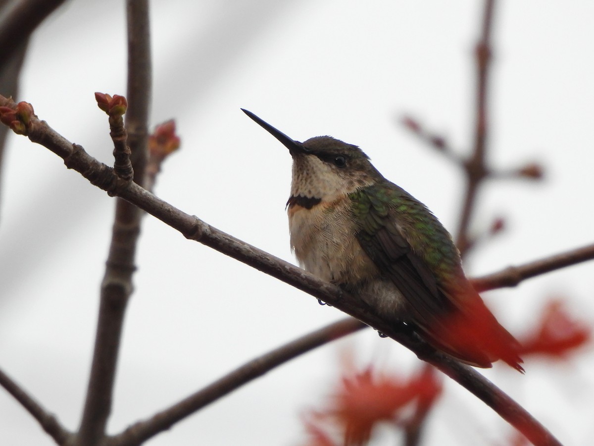 Ruby-throated Hummingbird - ML645206954