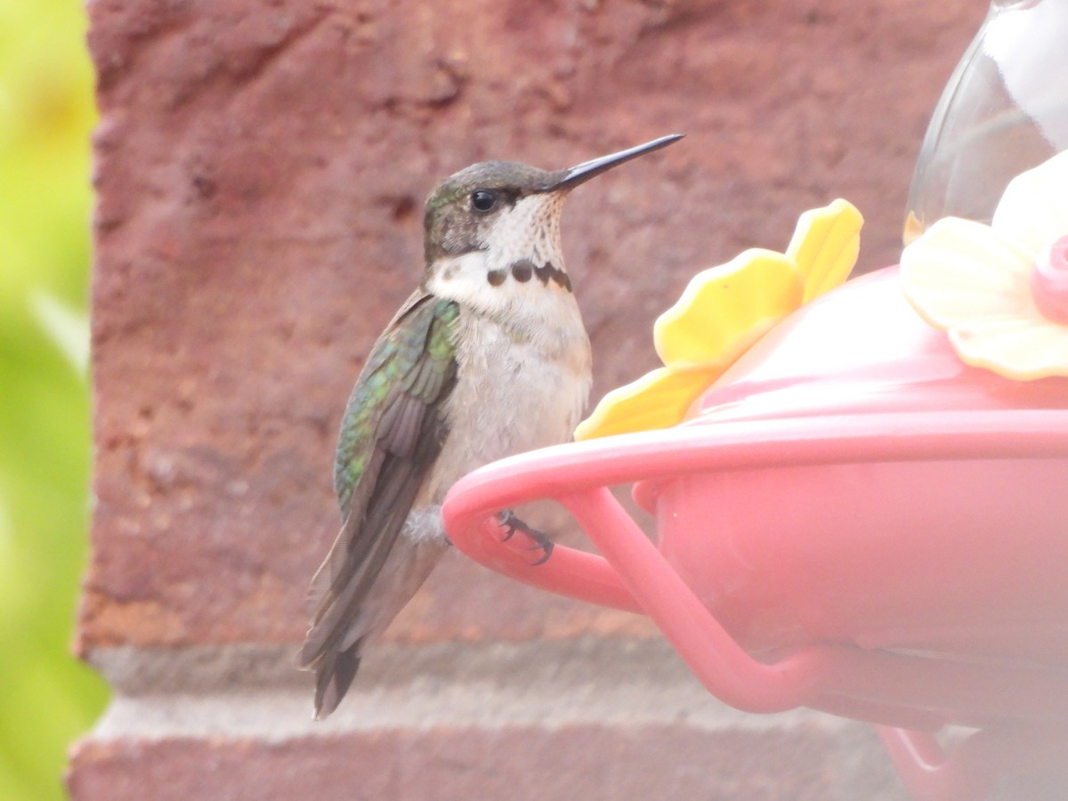 Ruby-throated Hummingbird - ML645206955
