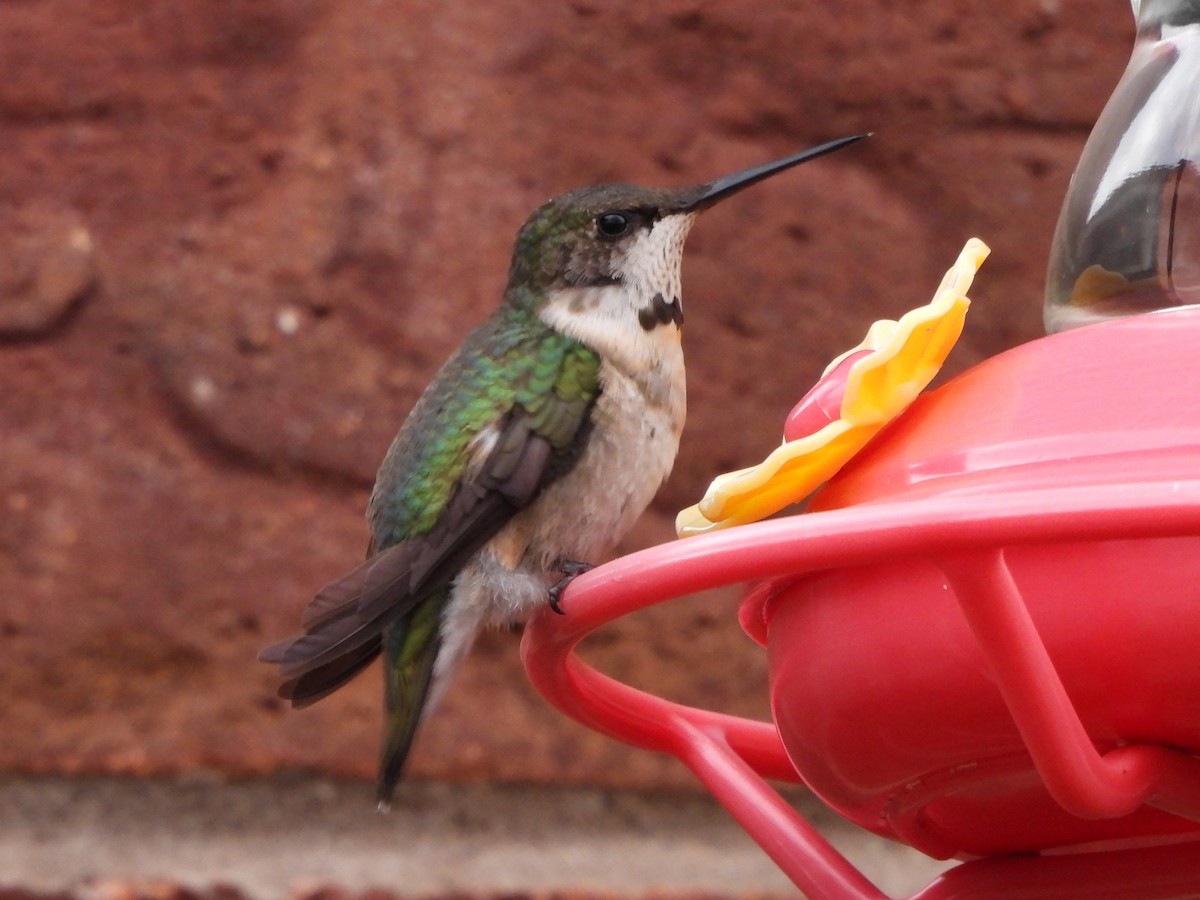 Ruby-throated Hummingbird - ML645206956