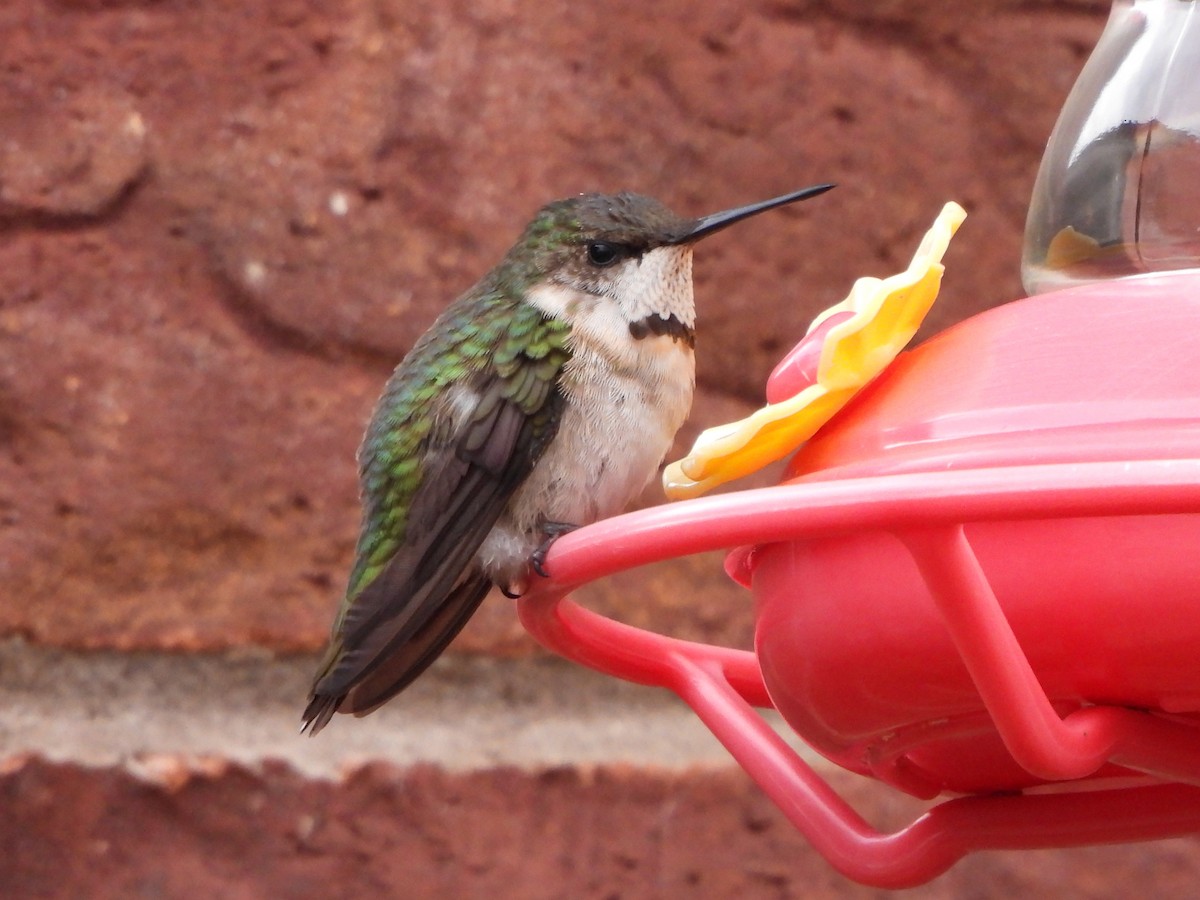 Ruby-throated Hummingbird - ML645206957