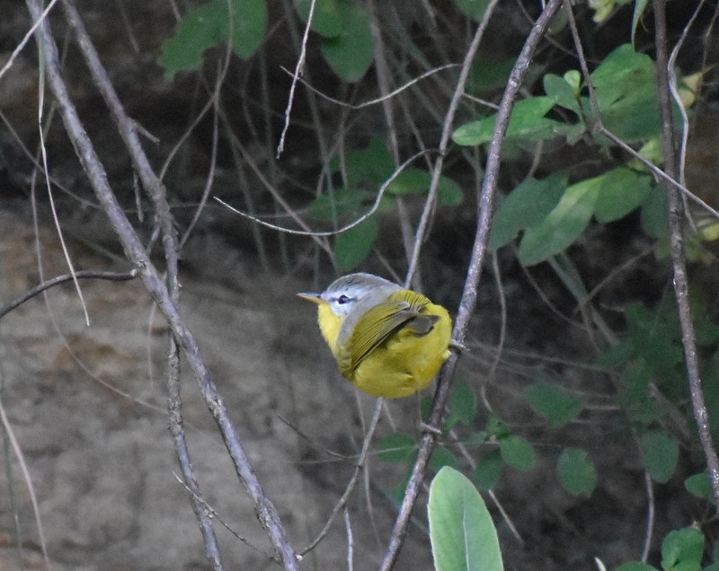 Gray-hooded Warbler - ML645206977