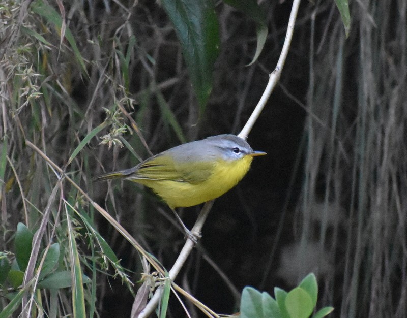 Gray-hooded Warbler - ML645206978
