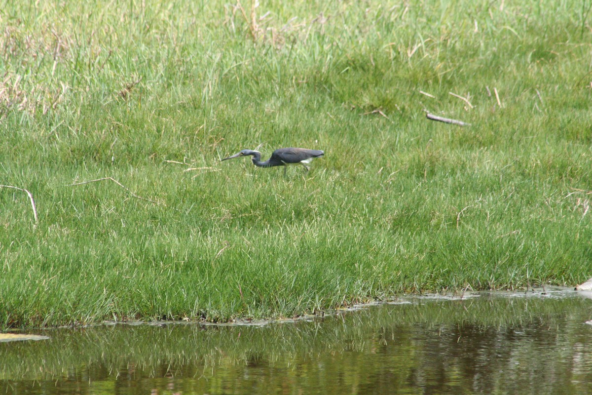 Tricolored Heron - ML645206991
