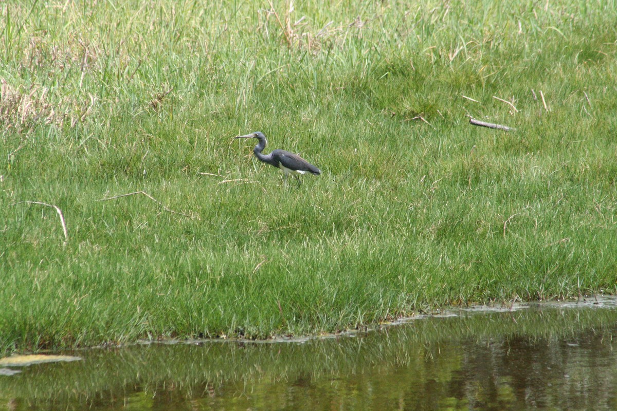 Tricolored Heron - ML645206996
