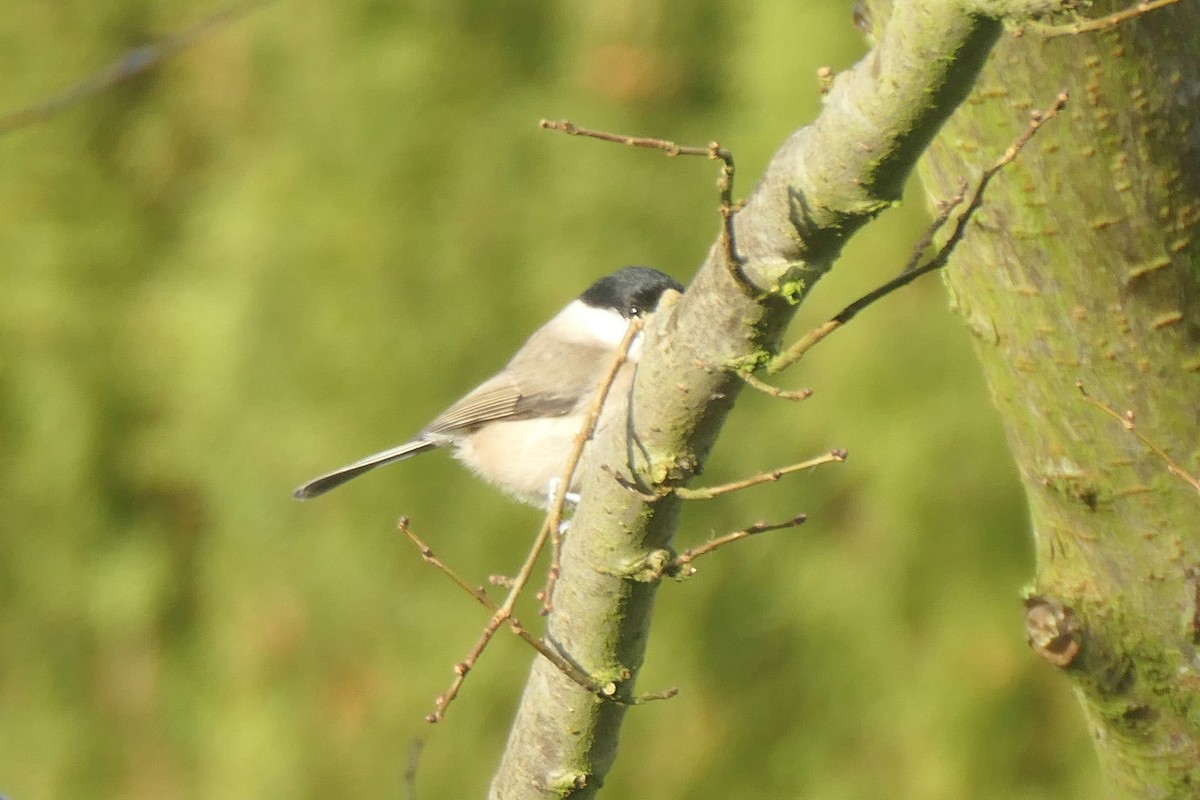 Marsh Tit - ML645207003