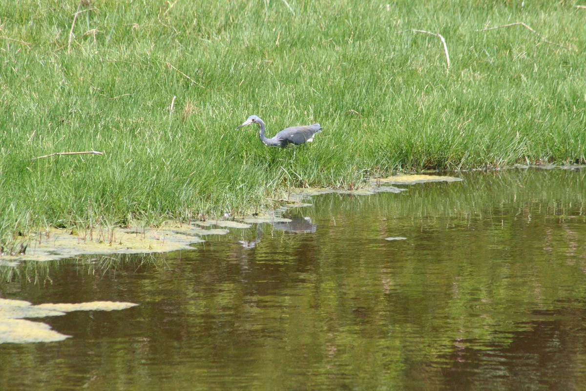 Tricolored Heron - ML645207007