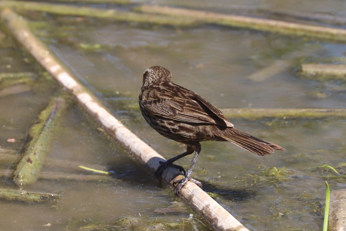 Yellow-winged Blackbird - ML645207019