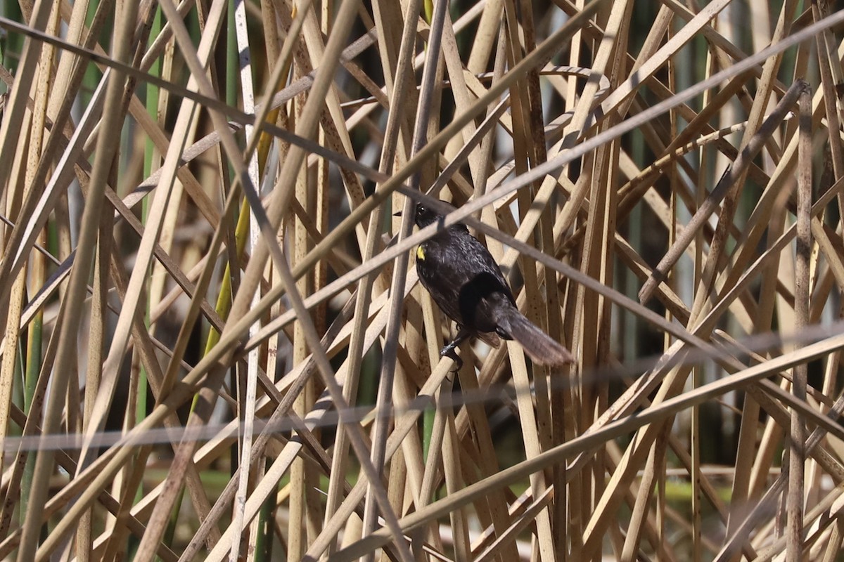 Yellow-winged Blackbird - ML645207020