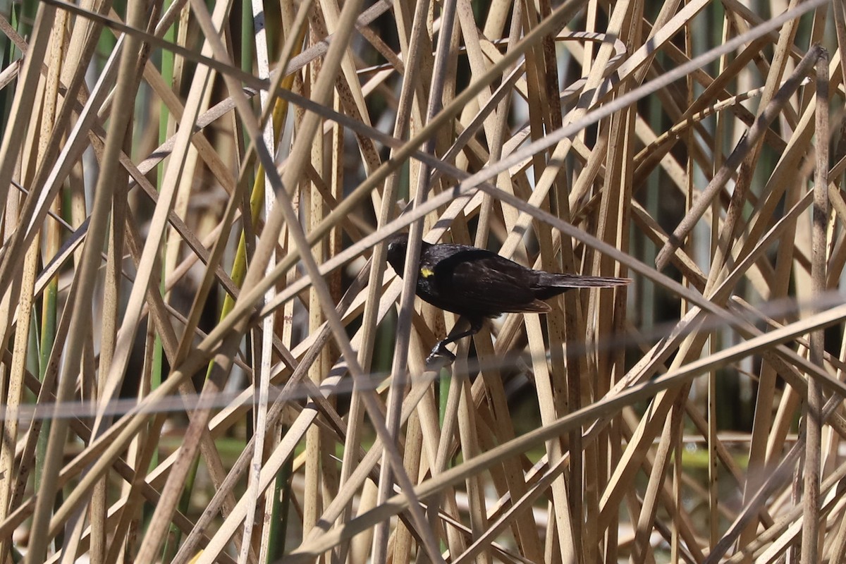 Yellow-winged Blackbird - ML645207021