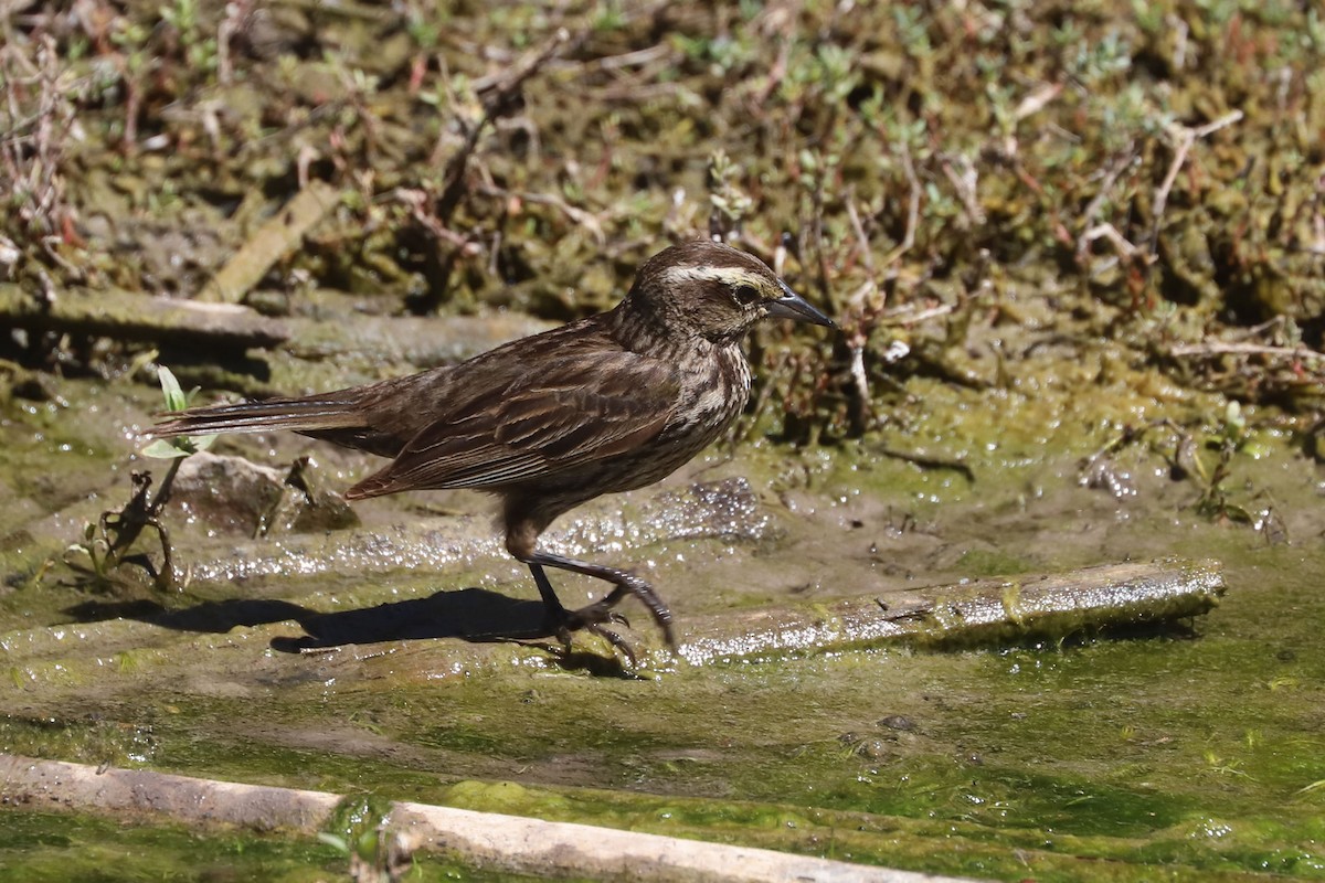 Yellow-winged Blackbird - ML645207022