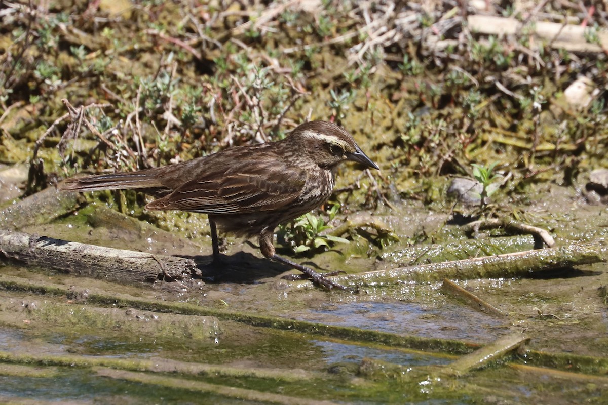 Yellow-winged Blackbird - ML645207023