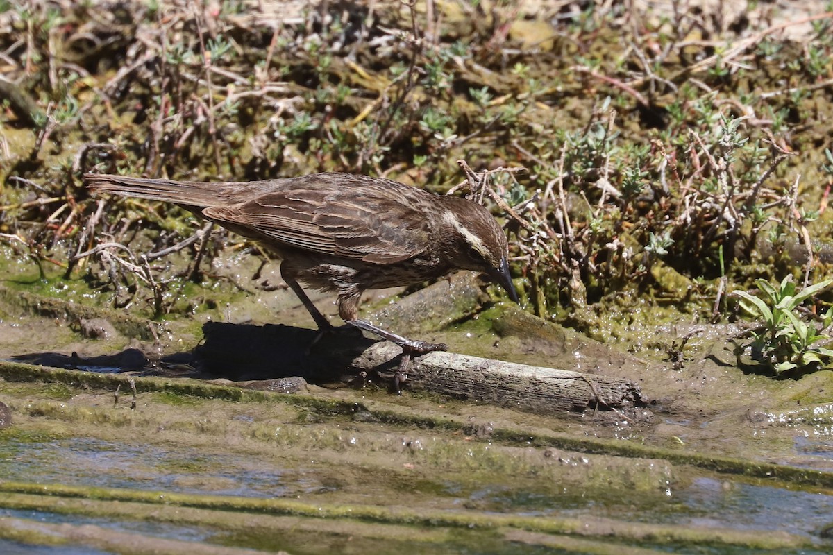 Yellow-winged Blackbird - ML645207024