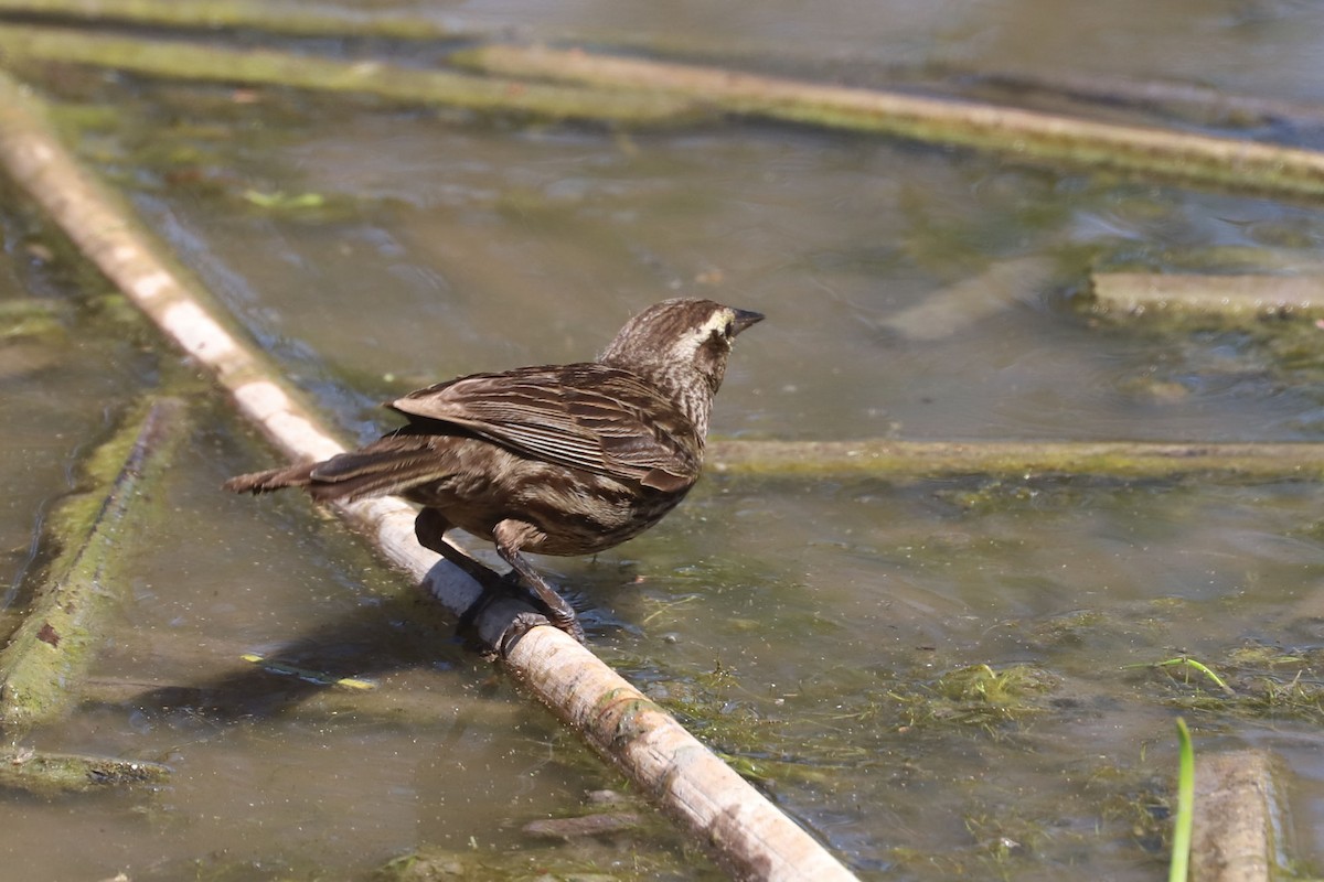 Yellow-winged Blackbird - ML645207025
