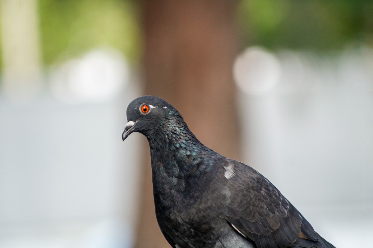 Rock Pigeon (Feral Pigeon) - ML645207027
