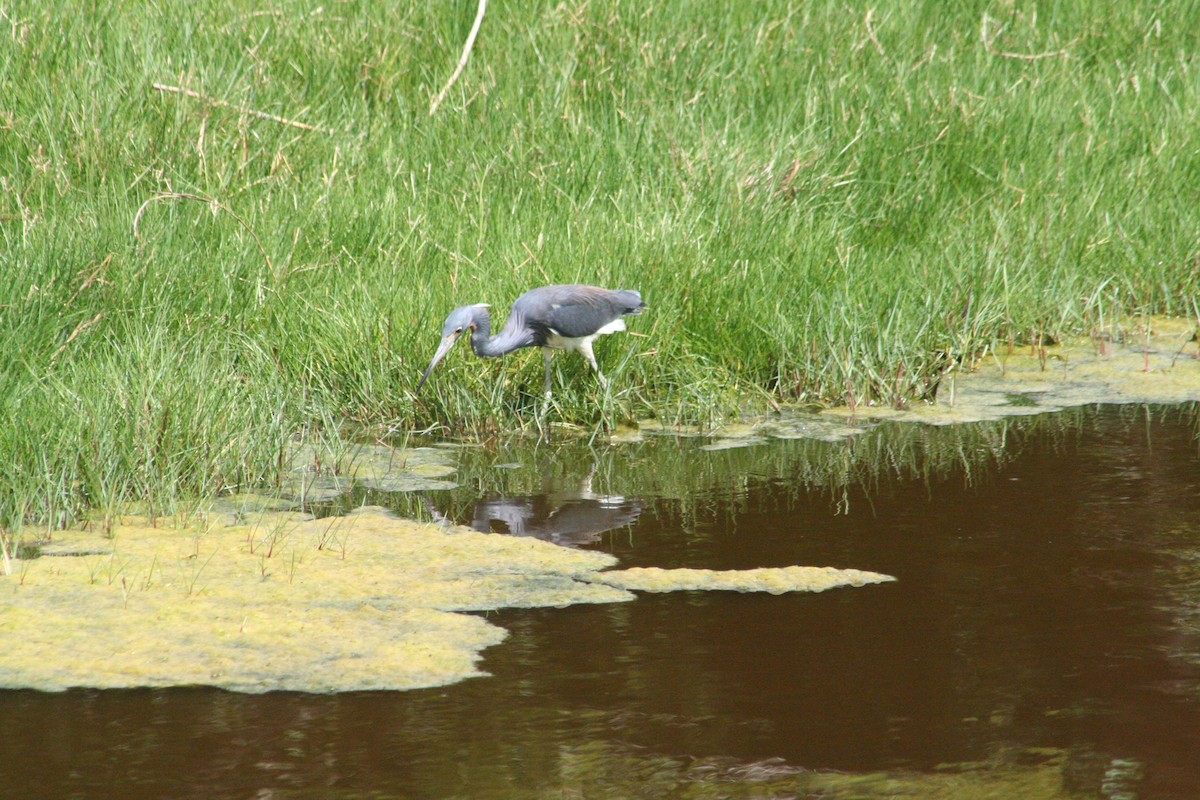 Tricolored Heron - ML645207028