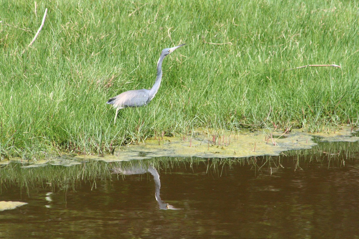 Tricolored Heron - ML645207038