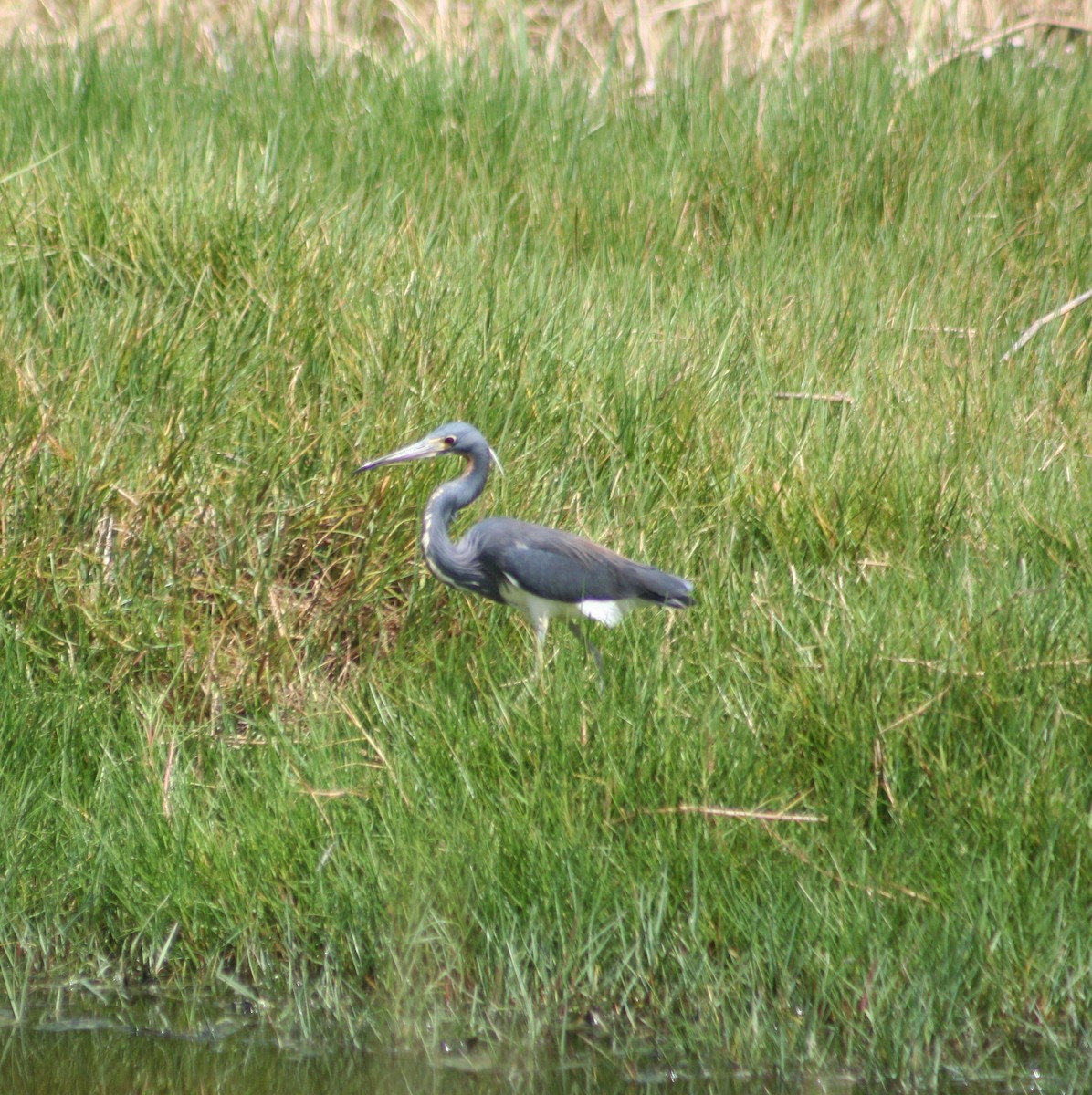 Tricolored Heron - ML645207043