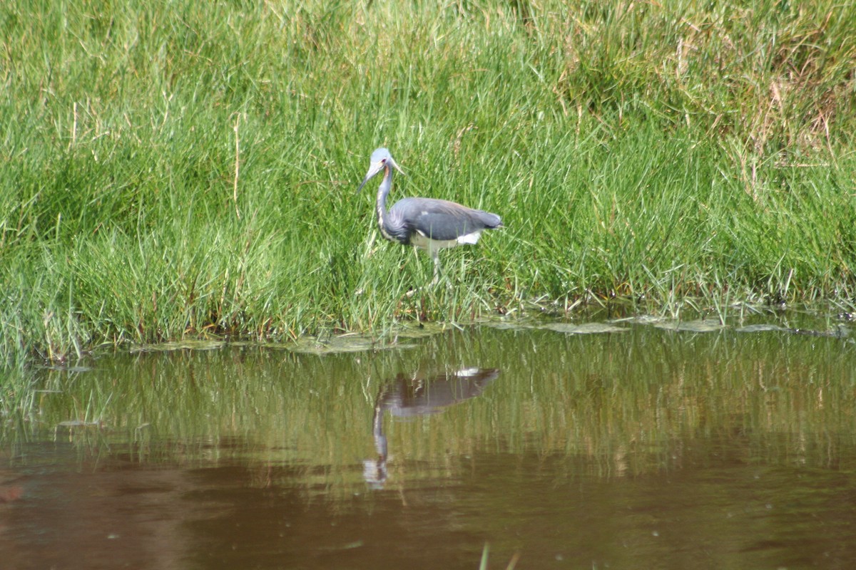 Tricolored Heron - ML645207046