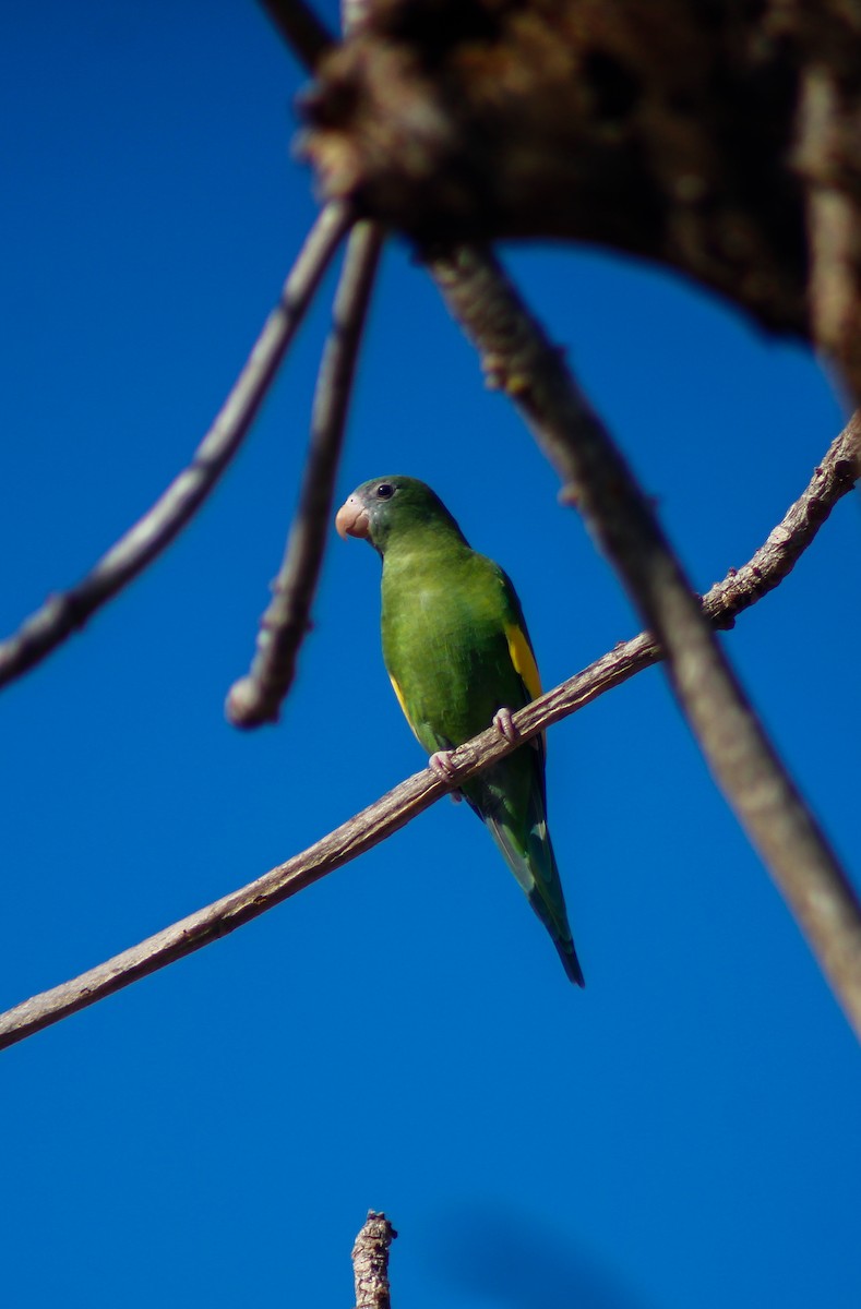 White-winged Parakeet - ML645207057