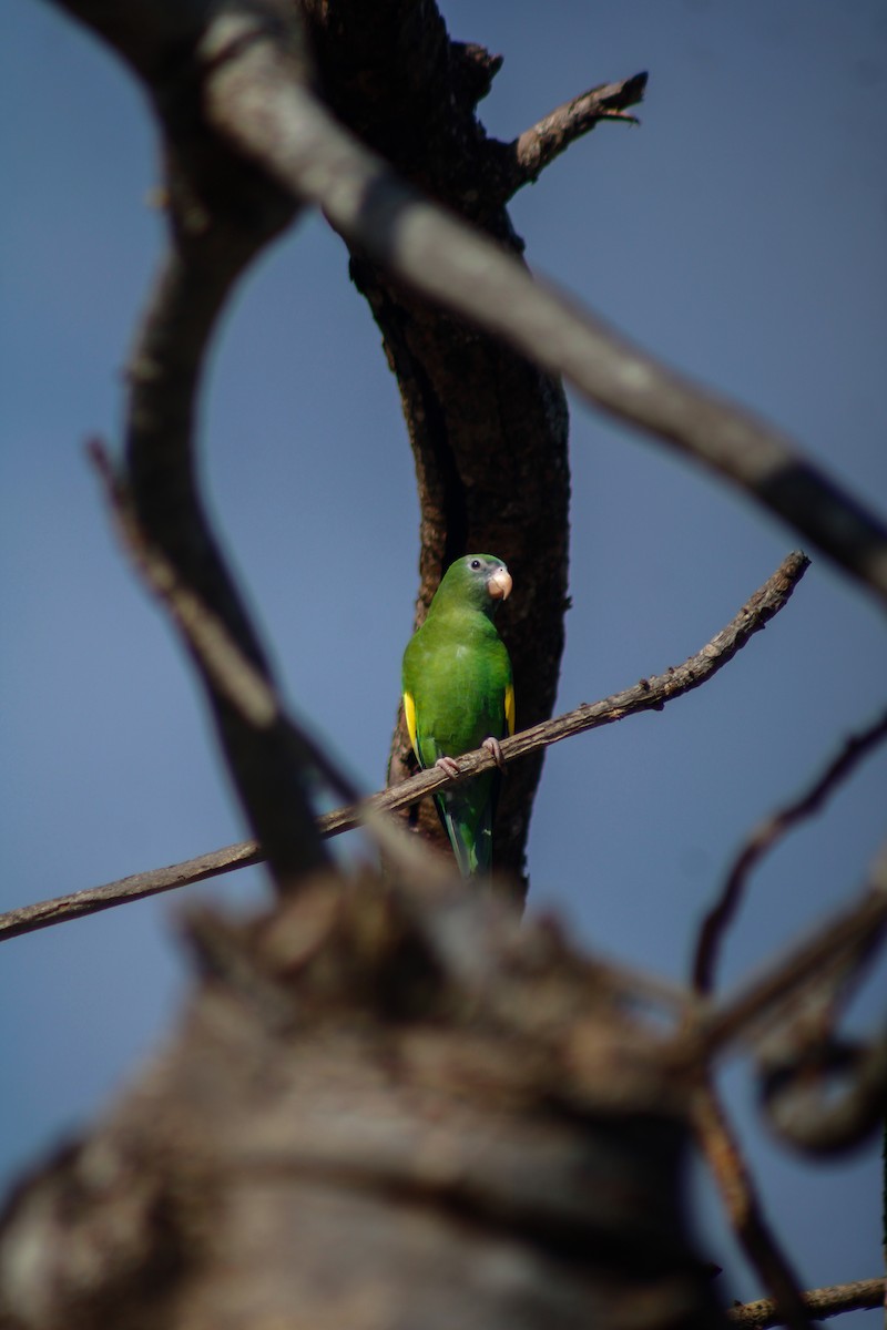 White-winged Parakeet - ML645207060