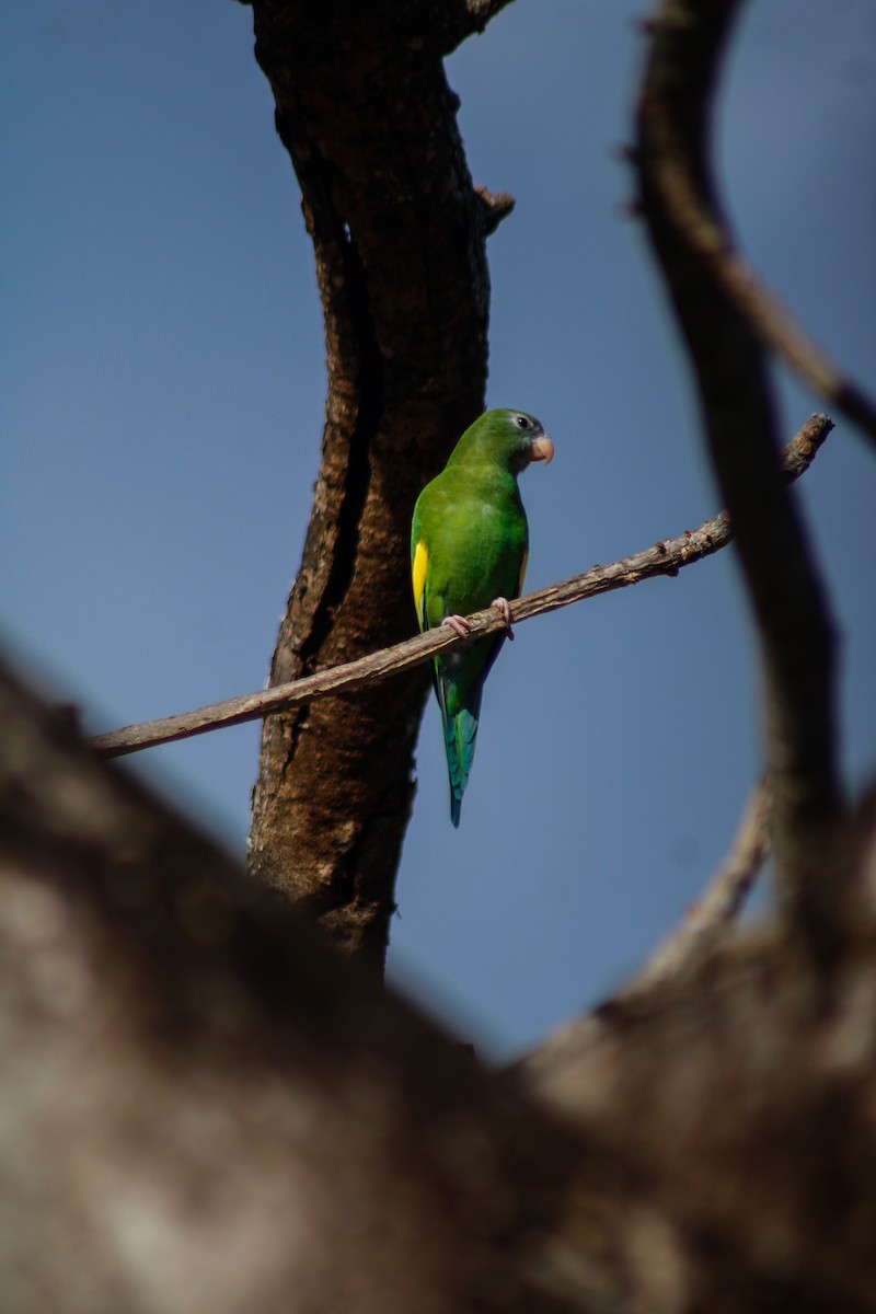 White-winged Parakeet - ML645207061
