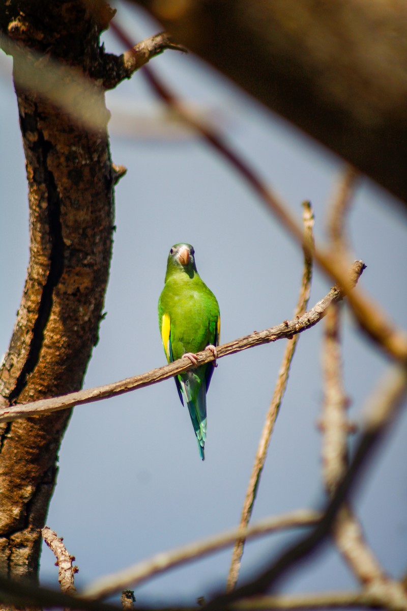 White-winged Parakeet - ML645207063