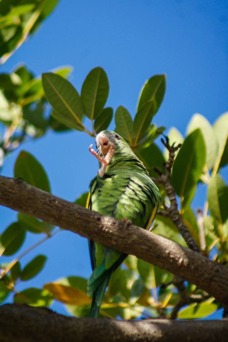 White-winged Parakeet - ML645207064