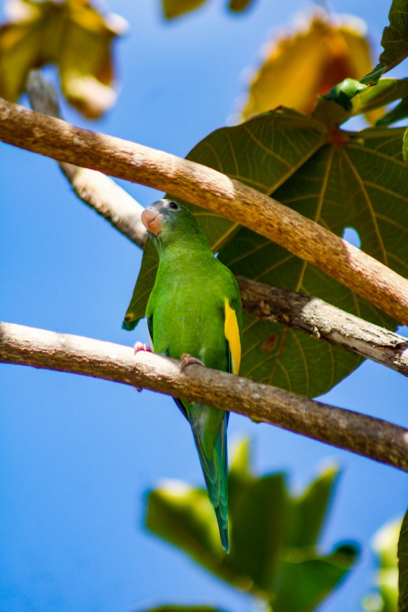 White-winged Parakeet - ML645207065