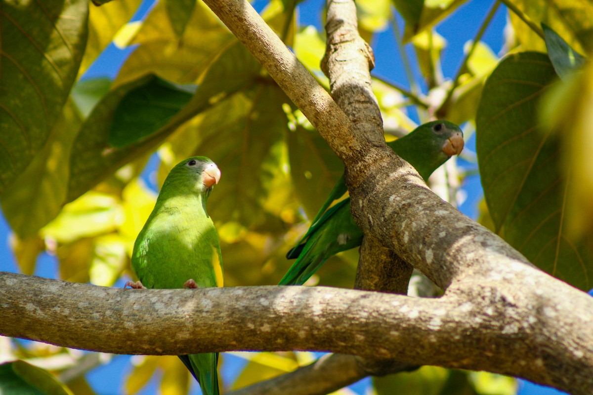 White-winged Parakeet - ML645207066