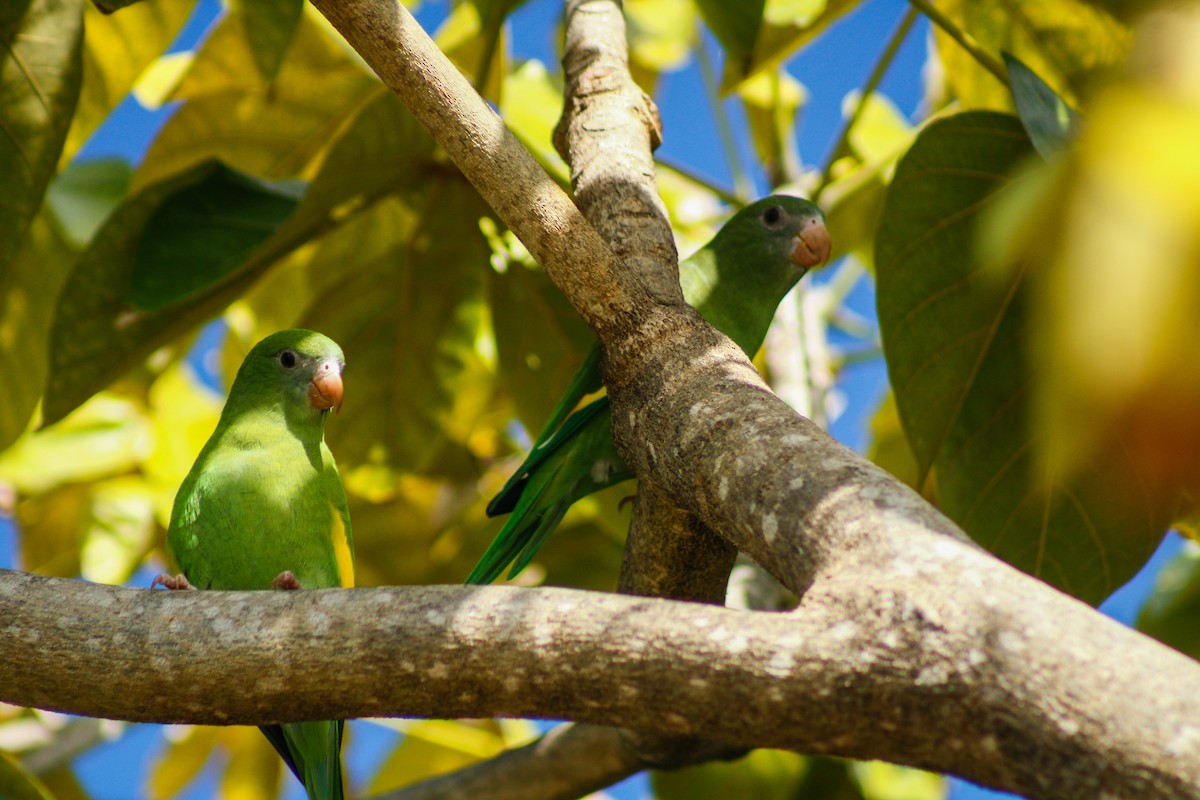 White-winged Parakeet - ML645207067