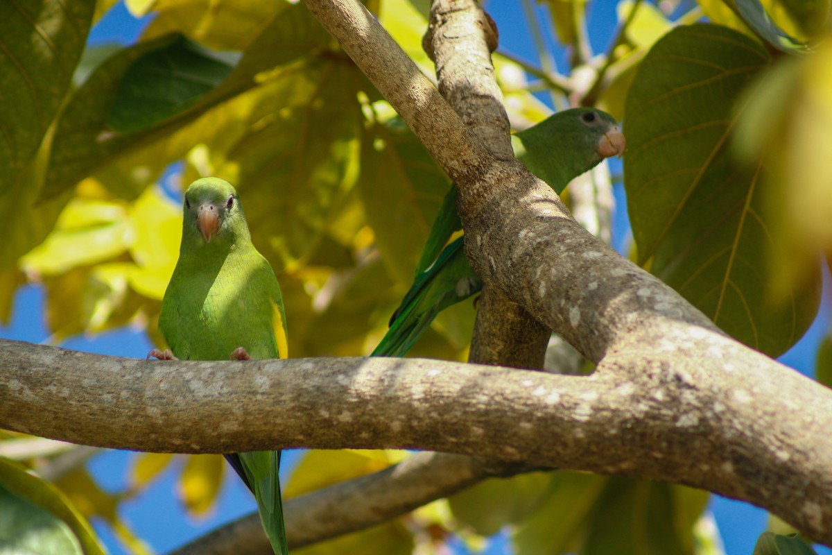 White-winged Parakeet - ML645207068