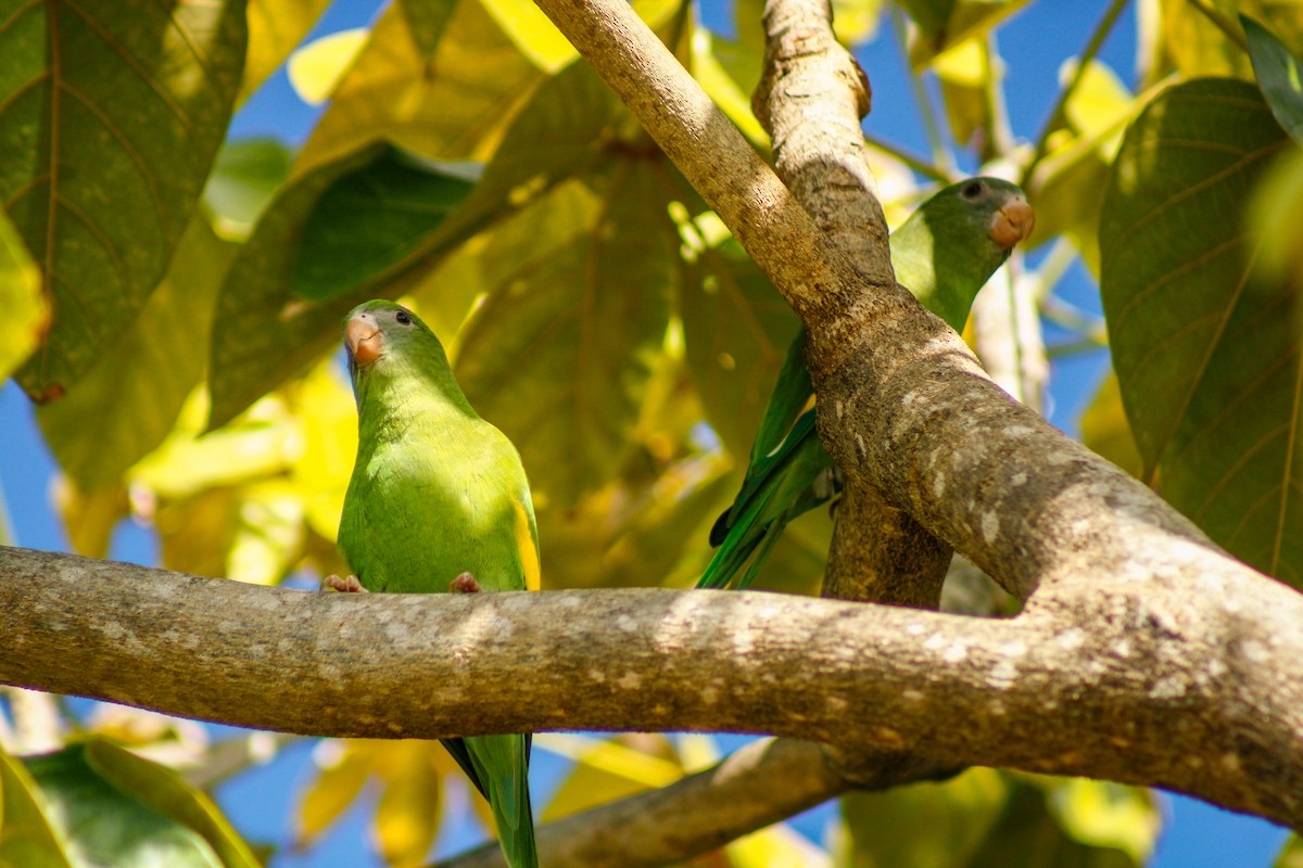 White-winged Parakeet - ML645207069