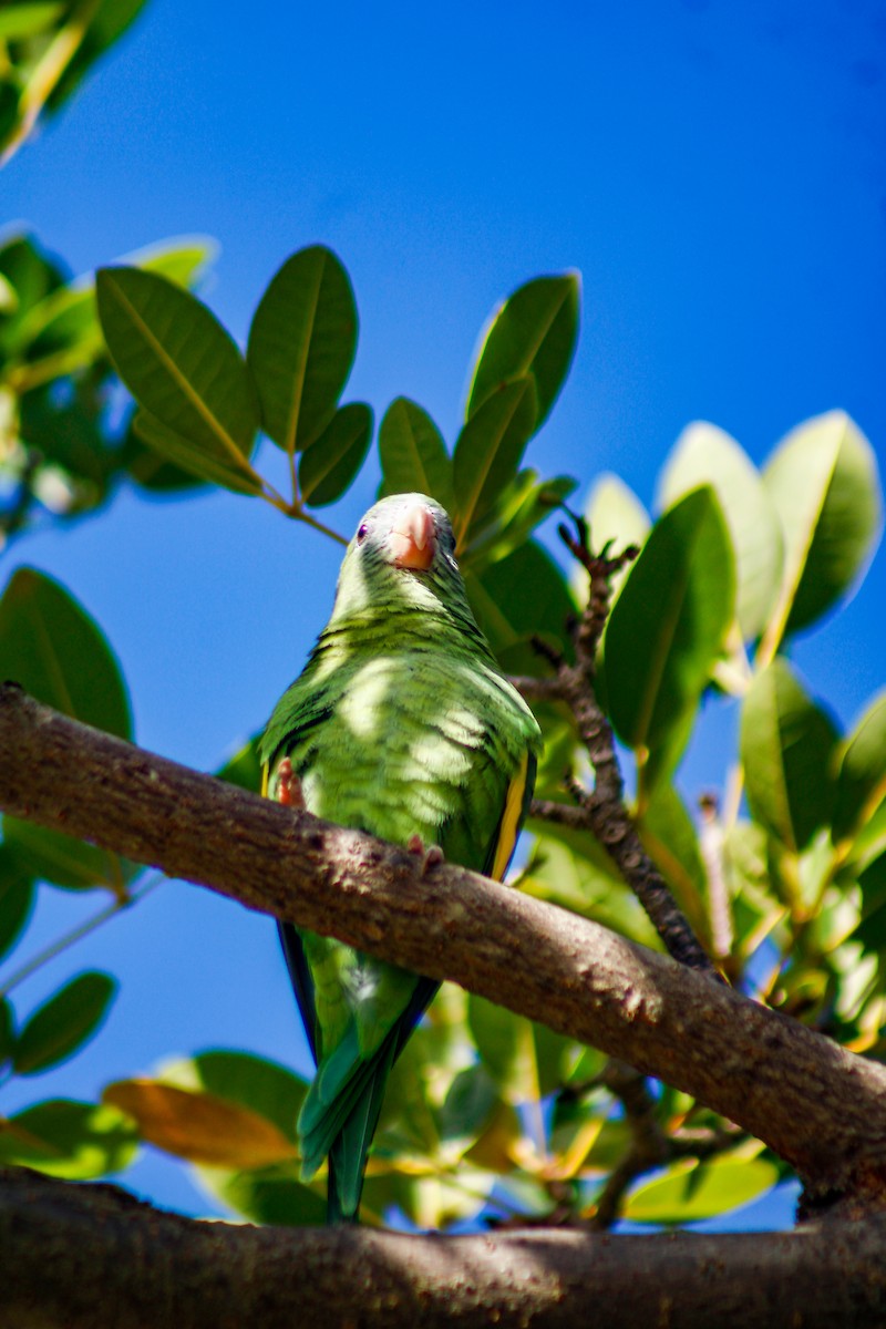 White-winged Parakeet - ML645207070