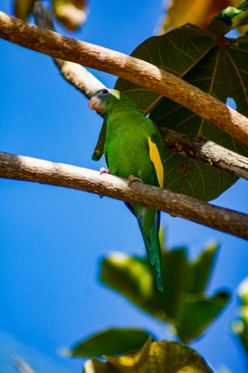 White-winged Parakeet - ML645207071