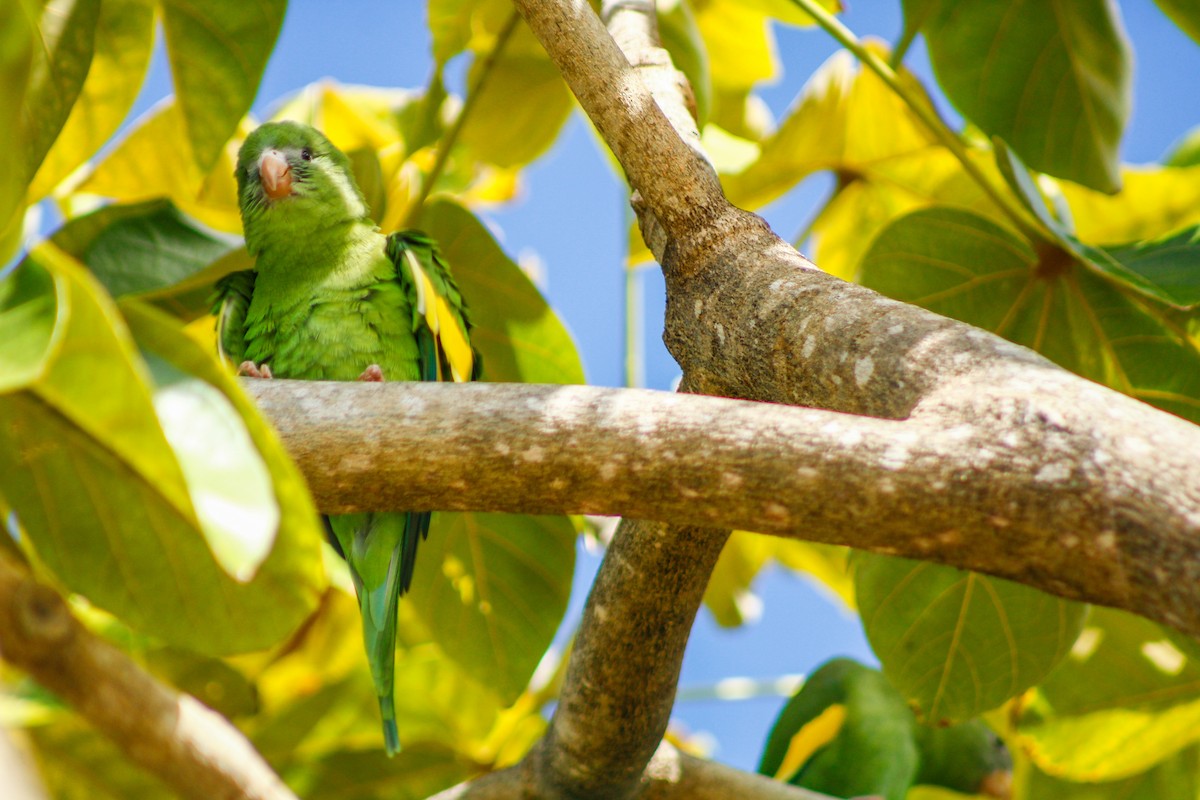 White-winged Parakeet - ML645207072
