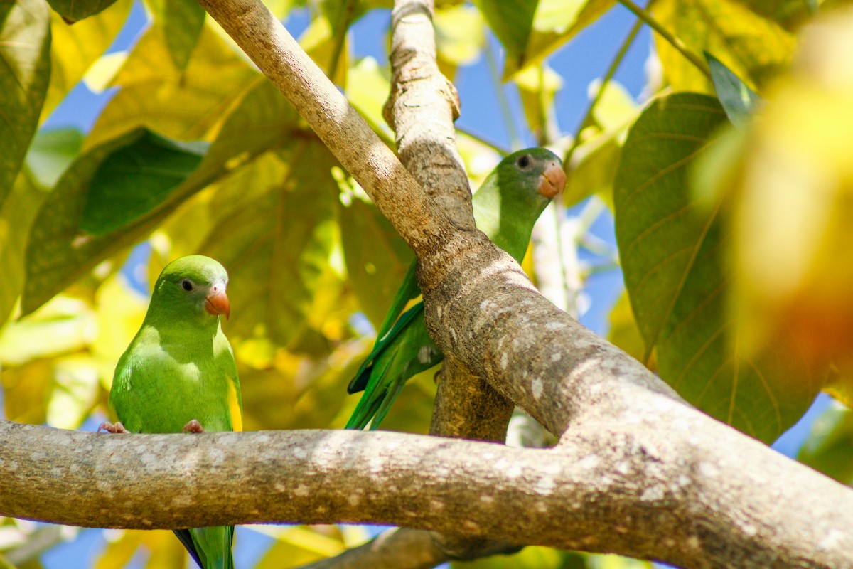 White-winged Parakeet - ML645207073