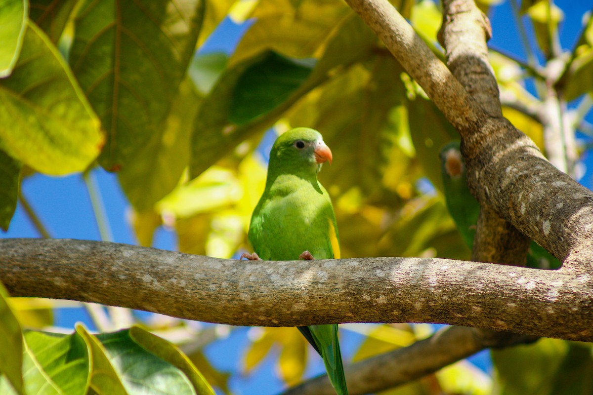 White-winged Parakeet - ML645207074