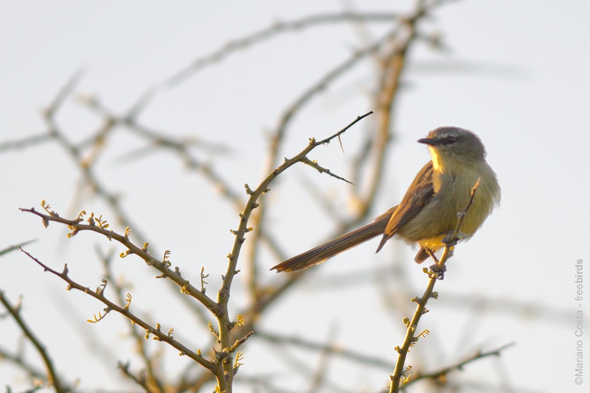 Greater Wagtail-Tyrant - ML645207083