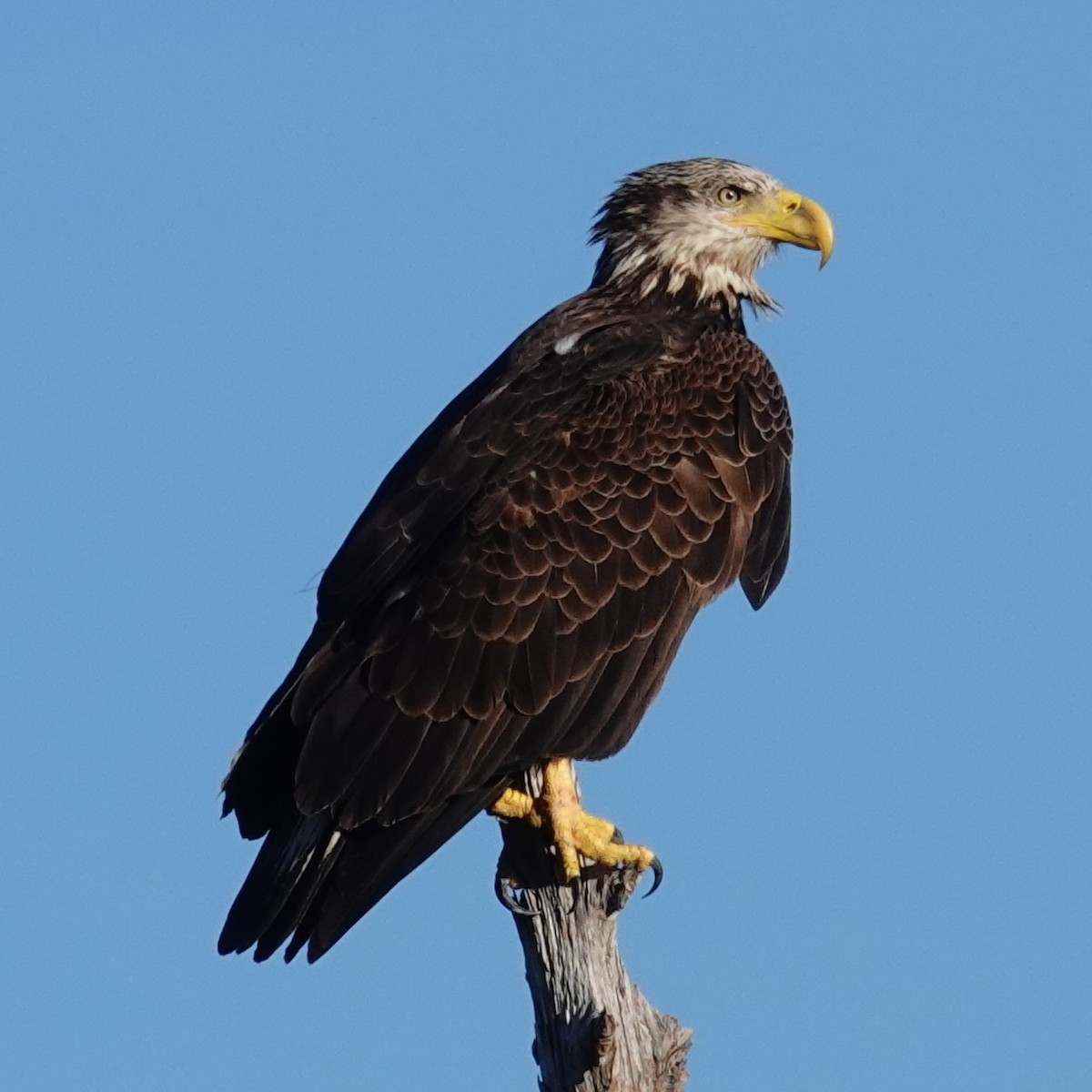 Белоголовый орлан - ML645207086