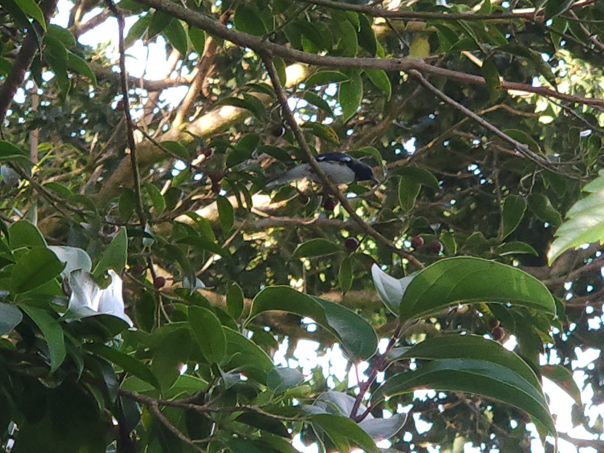 lesňáček modrohřbetý - ML645207087